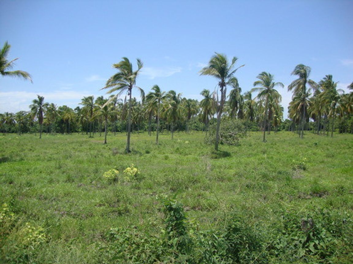 En venta terreno de palmeras de coco en San Marcos, Guerrero